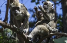 Ubud - Monkey forest - Tampaksiring - Kintamani