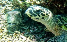 Moyo Island et son sanctuaire marin : la richesse des profondeurs
