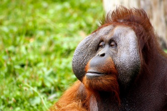Sumatra : ivre de la jungle & d'aventure