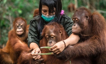 Borneo : Aux frontières de la Jungle