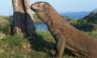 Private Komodo Phinisi boat trip and dragons!
