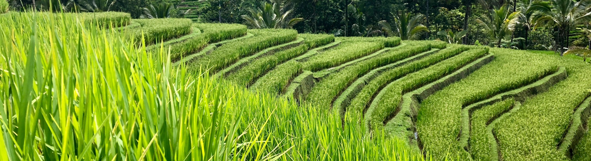 Bali - chemins de riz et sentiers de lave