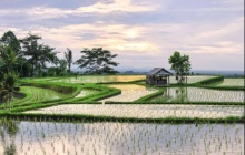 Dans les rizières de Jatiluwih