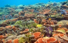 Échappée marine à Karimunjawa