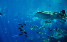 Rencontre avec les requins baleines de Sulawesi