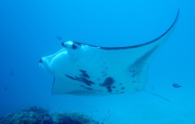 Trésors marins de Raja Ampat