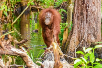 North Sumatra : orang utan and local culture