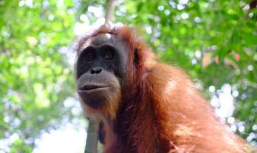Sumatra Sauvage, Orangs-Outans et Peuple Batak
